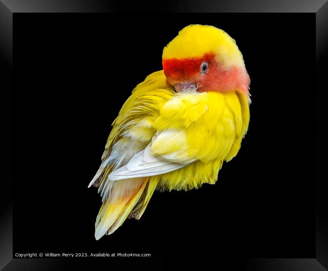 Red Yellow Lovebird Honolulu Hawaii Framed Print by William Perry