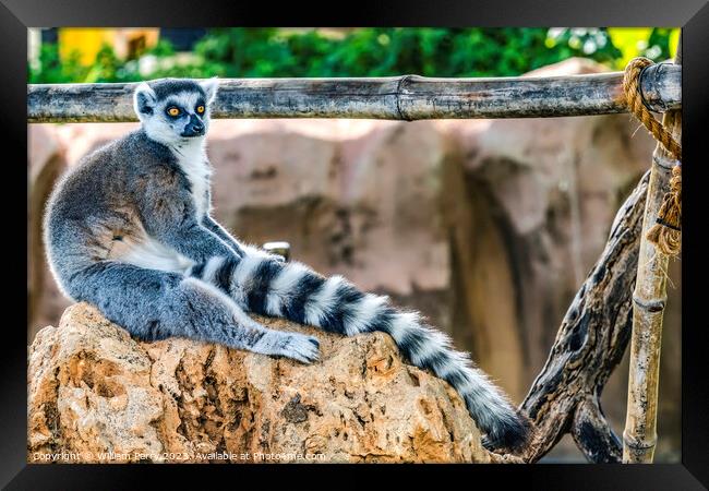 Black White Ring-Tailed Lemur Waikiki Hawaii Framed Print by William Perry