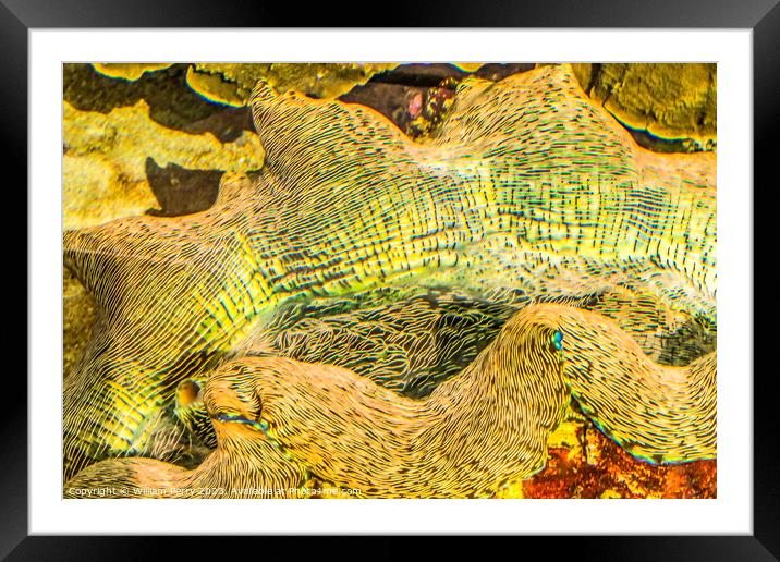Colorful Giant Clam Waikiki Oahu Hawaii Framed Mounted Print by William Perry