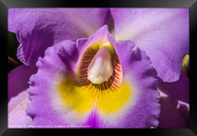 Purple Yellow Cattleya Orchid Flower Honolulu Hawaii Framed Print by William Perry