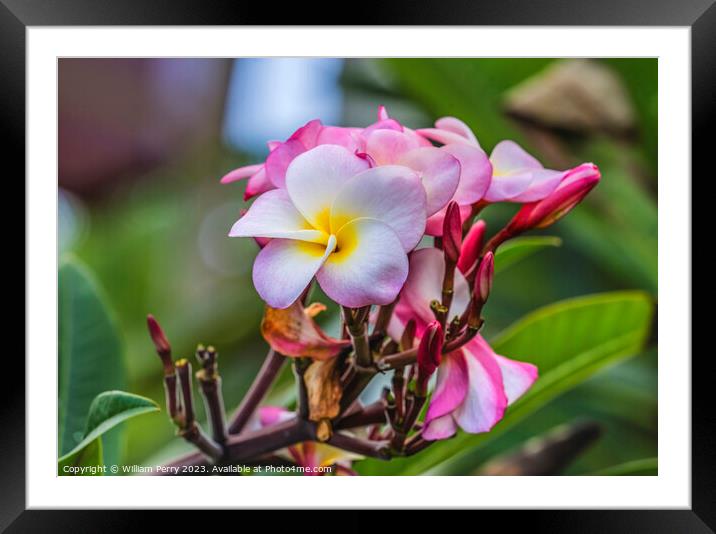 Pink Frangipini Waikiki Honolulu Hawaii Framed Mounted Print by William Perry