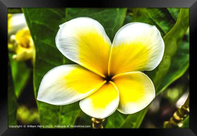 White Yellow Frangipini Moorea Waikiki Honolulu Hawaii Framed Print by William Perry
