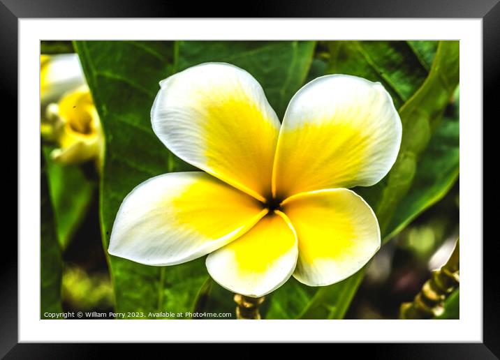 White Yellow Frangipini Moorea Waikiki Honolulu Hawaii Framed Mounted Print by William Perry
