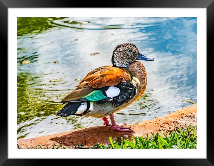 Colorful Female Green-Winged Teal Duck Waikiki Honolulu Hawaii Framed Mounted Print by William Perry