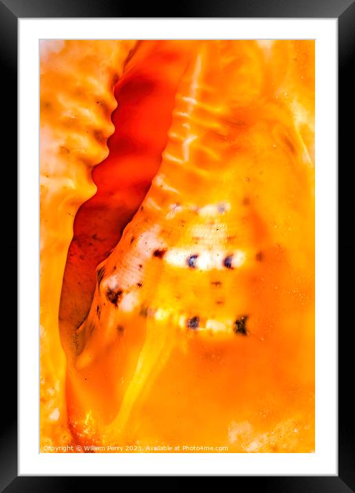 Colorful Queen Conch Shell Closeup Waikiki Oahu Hawaii Framed Mounted Print by William Perry