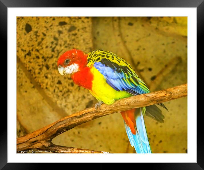 Colorful Eastern Rosella Parrot Bird Waikiki Honolulu Hawaii Framed Mounted Print by William Perry