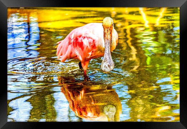 Colorful Roseate Spoonbill Wading Bird Reflection Hawaii Framed Print by William Perry