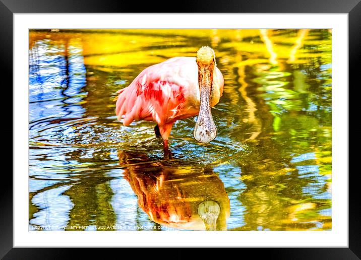Colorful Roseate Spoonbill Wading Bird Reflection Hawaii Framed Mounted Print by William Perry