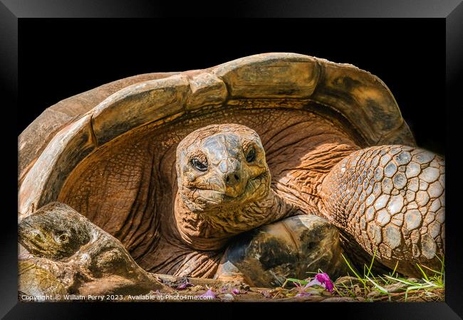 Brown Aldabra Giant Tortoise Waikiki Hawaii Framed Print by William Perry