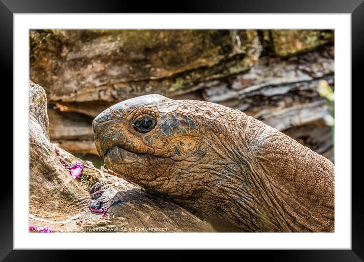 Brown Aldabra Giant Tortoise Waikiki Hawaii Framed Mounted Print by William Perry