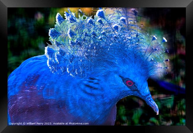 Colorful Blue Victoria Crowned Pigeon Waikiki Honolulu Hawaii Framed Print by William Perry