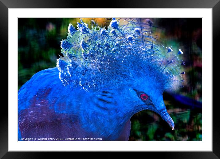 Colorful Blue Victoria Crowned Pigeon Waikiki Honolulu Hawaii Framed Mounted Print by William Perry