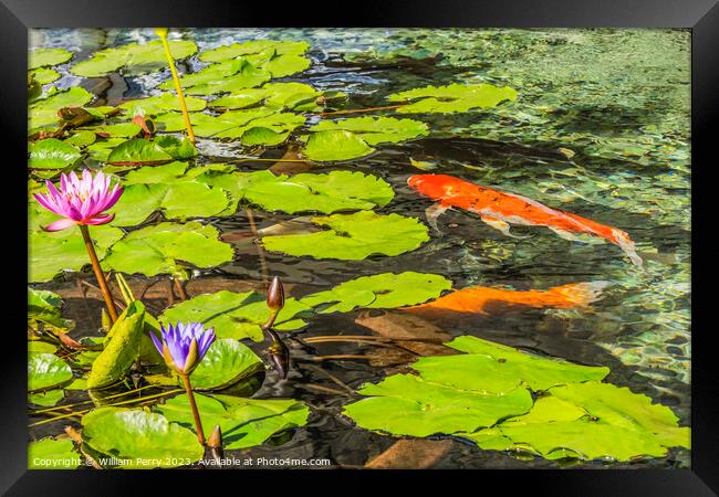 Orange Carp Koi Fish Water Lillies Waikiki Oahu Hawaii Framed Print by William Perry