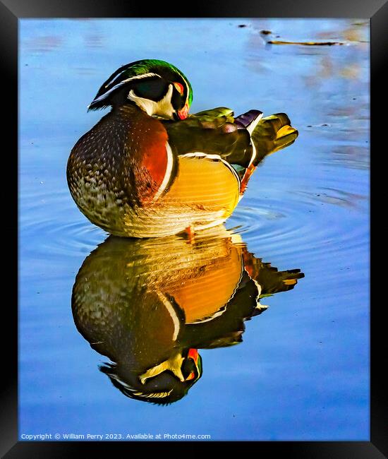 Male Wood Duck Juanita Bay Park Lake Washington Kirkland Washiin Framed Print by William Perry