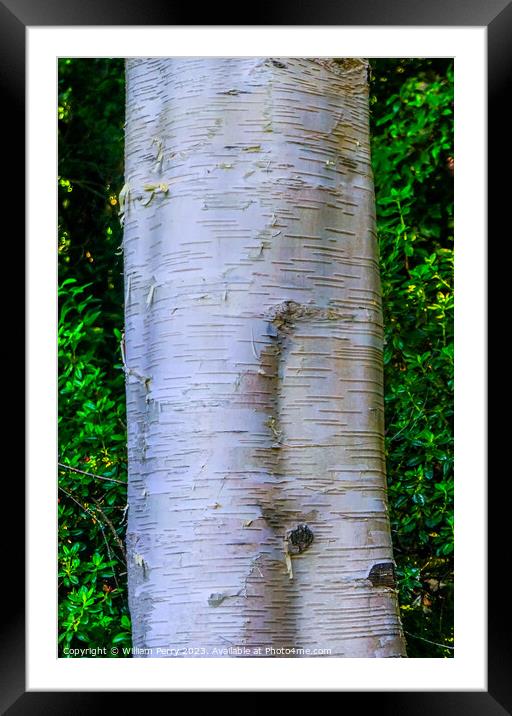 Himalayan White Birch Tree Van Dusen Garden Vancouver British Co Framed Mounted Print by William Perry