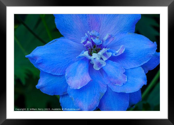 Light Blue Delphinium Larkspur Van Dusen Garden Vancouver Canada Framed Mounted Print by William Perry