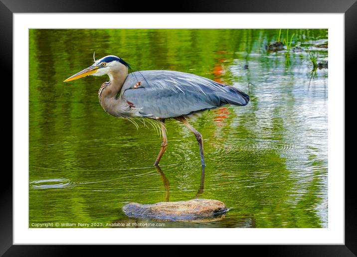 Great Blue Heron Pond Vanier Park Vancouver British Columbia Can Framed Mounted Print by William Perry