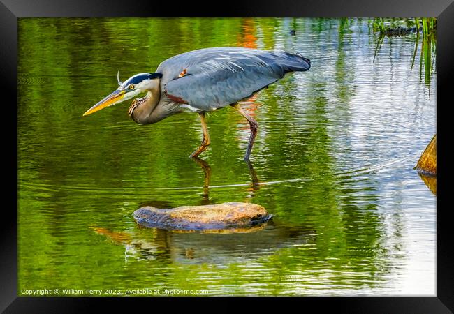 Great Blue Heron Pond Vanier Park Vancouver British Columbia Can Framed Print by William Perry