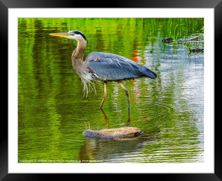 Great Blue Heron Pond Vanier Park Vancouver Canada Framed Mounted Print by William Perry