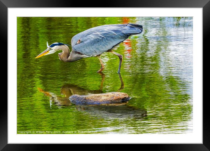 Great Blue Heron Pond Vanier Park Vancouver British Columbia Can Framed Mounted Print by William Perry
