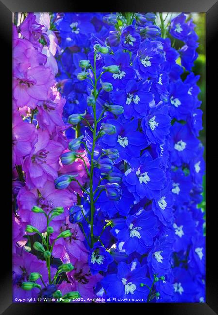 Pink Blue Delphinium Larkspur Van Dusen Garden Vancouver British Framed Print by William Perry