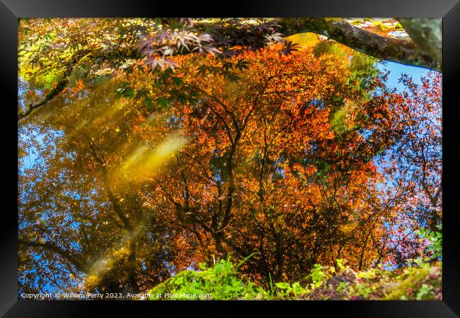 Red Orange Japanese Maple Trees Reflection Abstract Van Dusen Ga Framed Print by William Perry