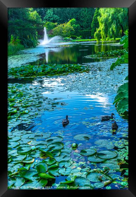 Ducks Lily Pads Van Dusen Garden Vancouver British Columbia Cana Framed Print by William Perry