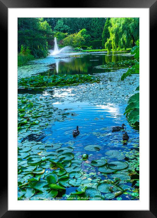 Ducks Lily Pads Van Dusen Garden Vancouver British Columbia Cana Framed Mounted Print by William Perry