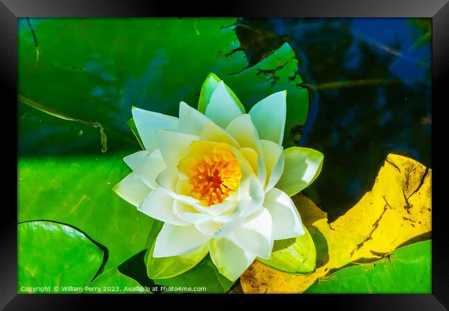 White Water Lily Pond Vancouver British Columbia Canada Framed Print by William Perry