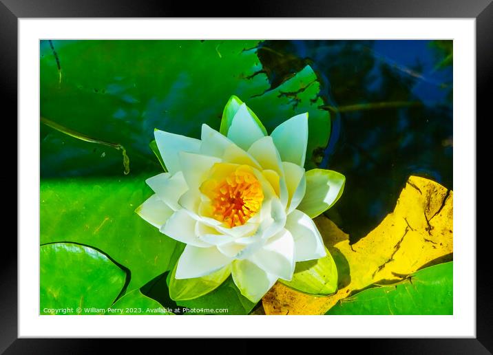 White Water Lily Pond Vancouver British Columbia Canada Framed Mounted Print by William Perry