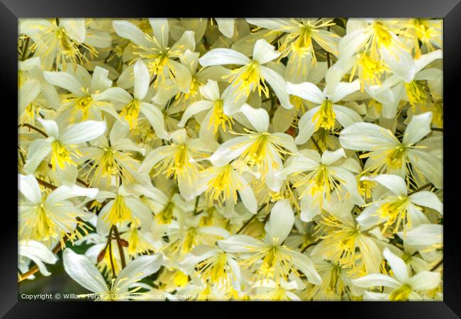 White Yellow California Fawn Lily Many Flowers Framed Print by William Perry