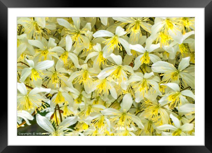 White Yellow California Fawn Lily Many Flowers Framed Mounted Print by William Perry