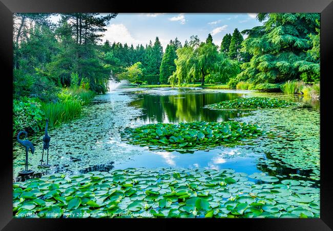 Bird Statues Lily Pads Van Dusen Garden Vancouver British Columb Framed Print by William Perry