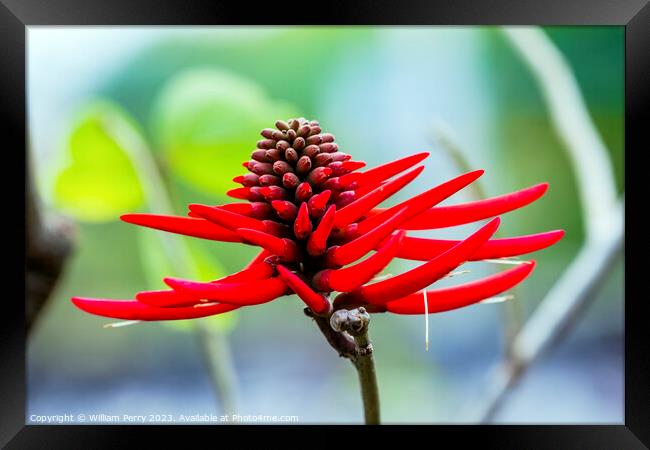 Red Coral Tree Flower Erythrina Americana Colorines Framed Print by William Perry
