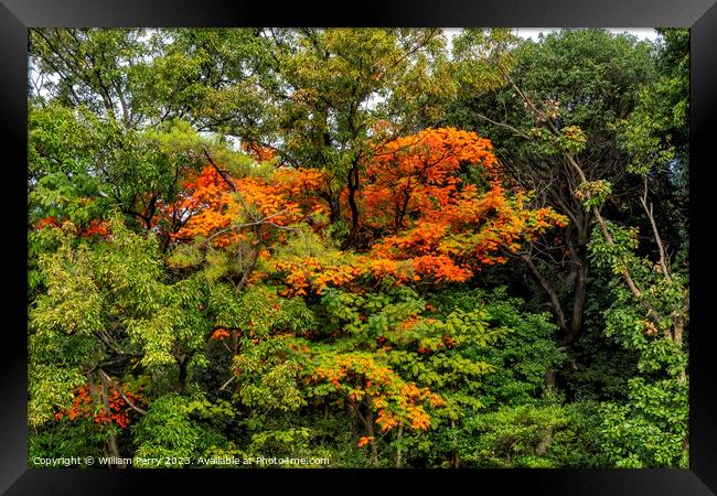 Orange Fall Leaves Autumn Tomb Habikino Osaka Japan Framed Print by William Perry