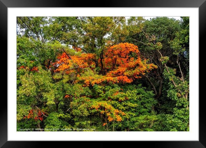 Orange Fall Leaves Autumn Tomb Habikino Osaka Japan Framed Mounted Print by William Perry
