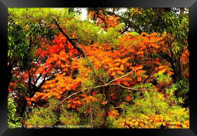 Orange Fall Leaves Autumn Tomb Habikino Osaka Japan Framed Print by William Perry