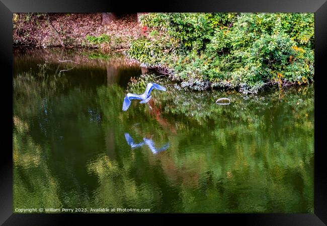Grey Heron Flying Water Reflection Habikino Osaka Japan Framed Print by William Perry