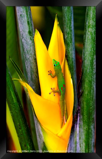 Gold Dust Day Gecko Yellow Lobster Claw Hawaii Framed Print by William Perry