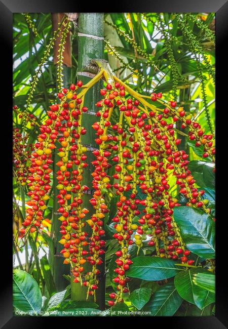 Red Berries Fruit Macarthur Palm Tree Honolulu Oahu Hawaii Framed Print by William Perry