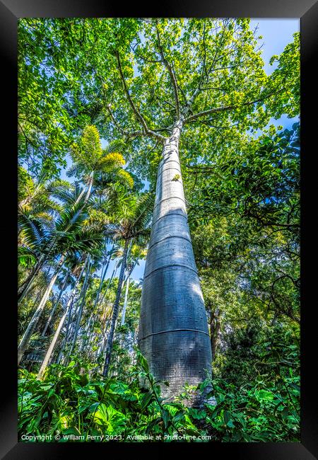 Cuip Tree Palm Trees Grove Honolulu Oahu Hawaii Framed Print by William Perry