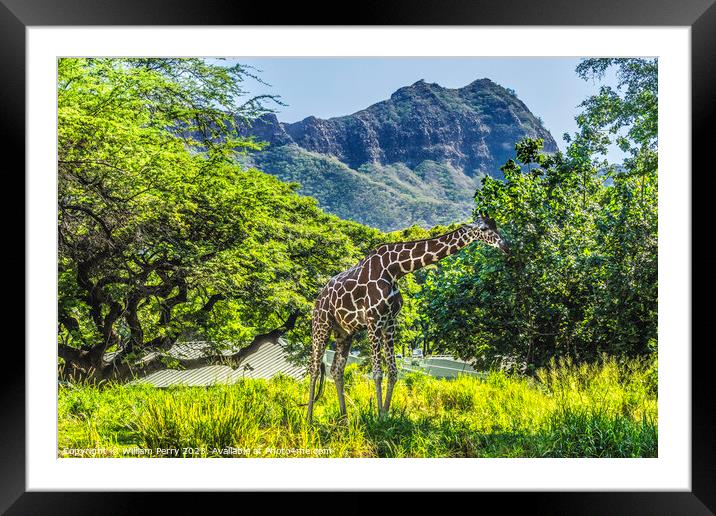 Reticulated Brown White Giraffe Grazing Diamond Head Waikiki Oah Framed Mounted Print by William Perry