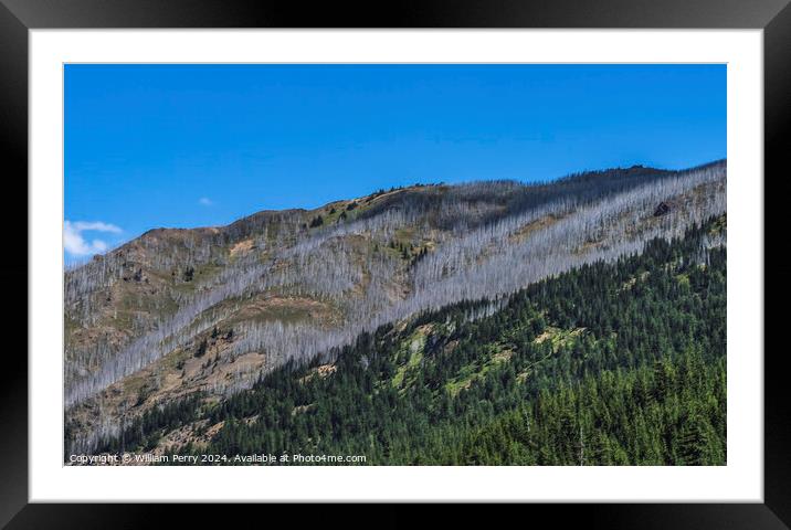 Dead Trees Wildfire Aftermath Crystal Mountain Washington Framed Mounted Print by William Perry
