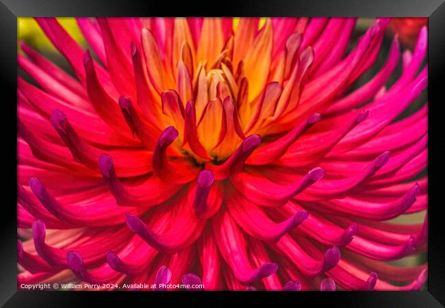 Pink Yellow AC Poke Cactus Dahlia Flower Bellevue Washington Framed Print by William Perry