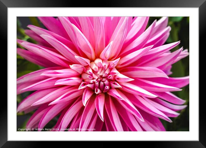 Pink White Stellar Alloway Candy Dahlia Flower Washington Framed Mounted Print by William Perry