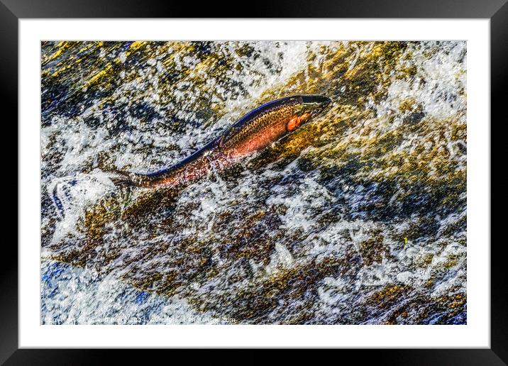 Colorful Pink Salmon Jumping Dam Issaquah Creek Wahington  Framed Mounted Print by William Perry