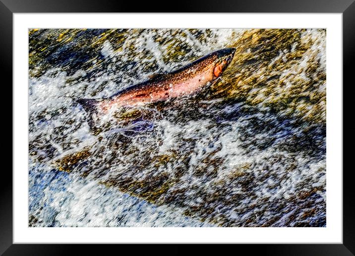 Colorful Pink Salmon Jumping Dam Issaquah Creek Washington  Framed Mounted Print by William Perry