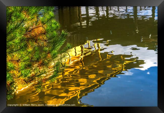 Pine Tree Water Reflection Garden Kinkaku-Ji Golden Pavilion TKy Framed Print by William Perry