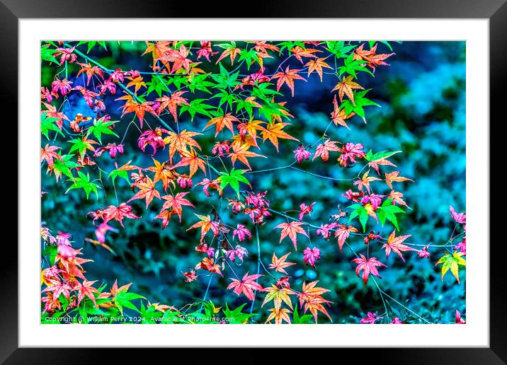 Colorful Fall Leaves Tofuku-Ji Zen Buddhist Temple Kyoto Japan Framed Mounted Print by William Perry