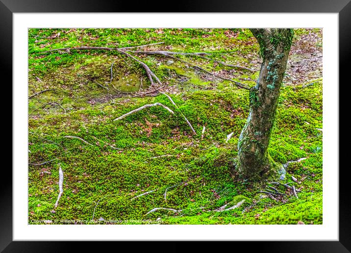 Green Moss Tree Tofuku-Ji Zen Buddhist Temple Kyoto Japan Framed Mounted Print by William Perry